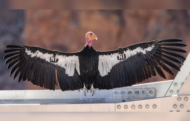 The impressive wingspan of a California condor can range from 9 to 10 feet across.