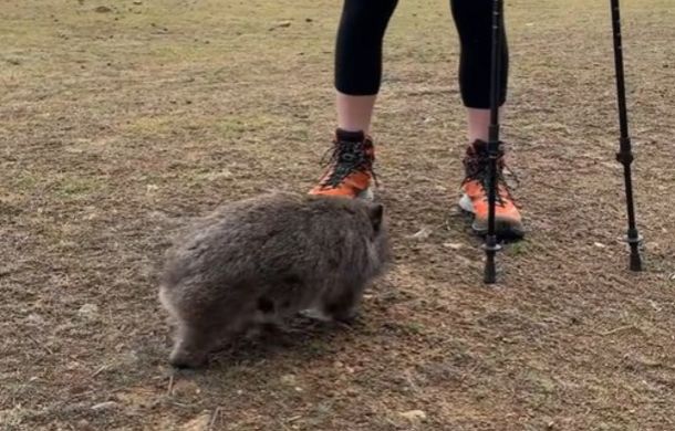 Friendly wombat approaches a hiker.