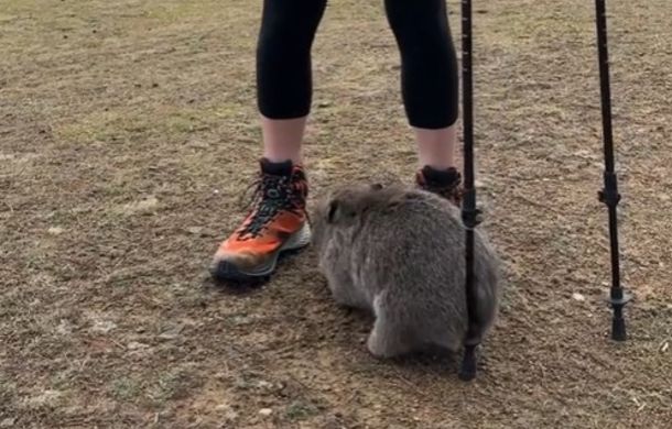 Then the wily wombat uses the hiking pole for a much needed bum scratch.