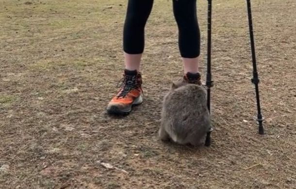 Using the hiker's poles, the little wombat gets a bit of a side scratch.