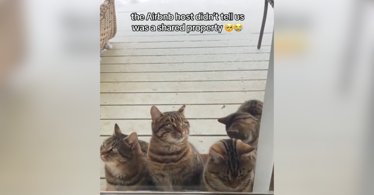 airbnb cats