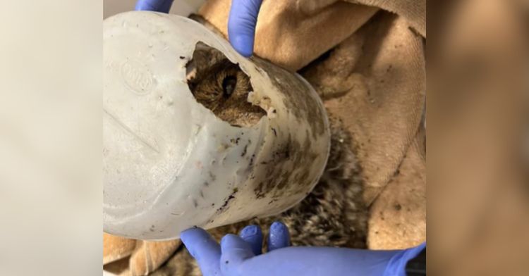 A coyote rescued from a flood with their head stuck in a bucket.