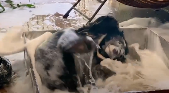 Baby bear Wonder splashes around in her bubble bath. Bubbly water is splashing everywhere. Wonder is on her back and she has one foot in the air.