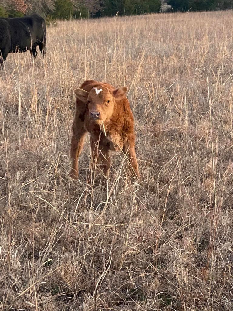 A cute little calf with a heart shape on her forehead.