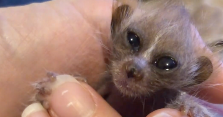 baby pygmy slow loris