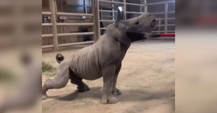A baby rhino gets brushed underneath their chin.
