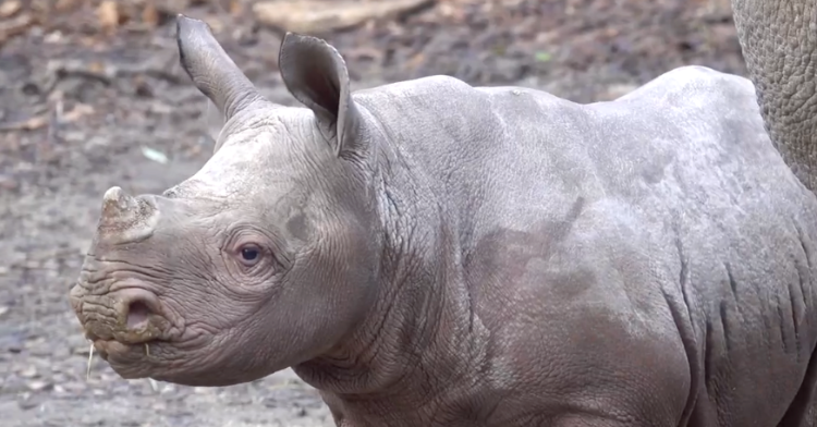 baby rhino