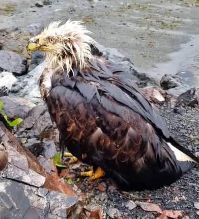 Side-view of a soaking wet bald eagle looking in the distance.