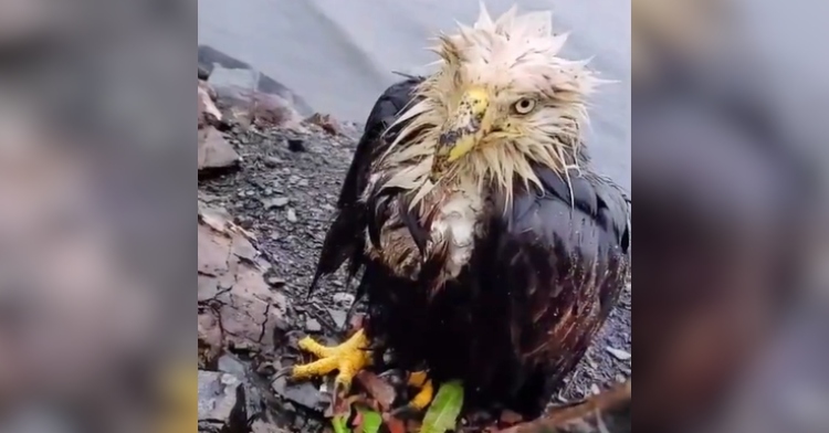 Close up of a soaking wet bald eagle stares into the camera.