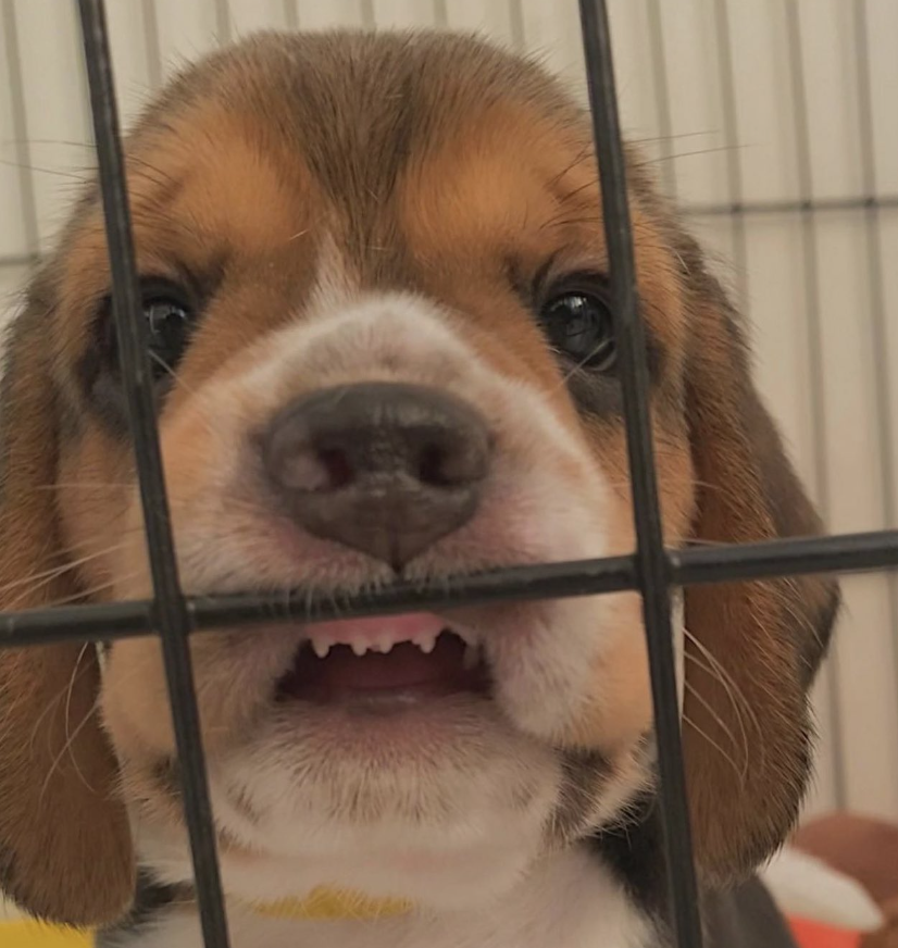beagle against a cage embodying "gremlin mode"