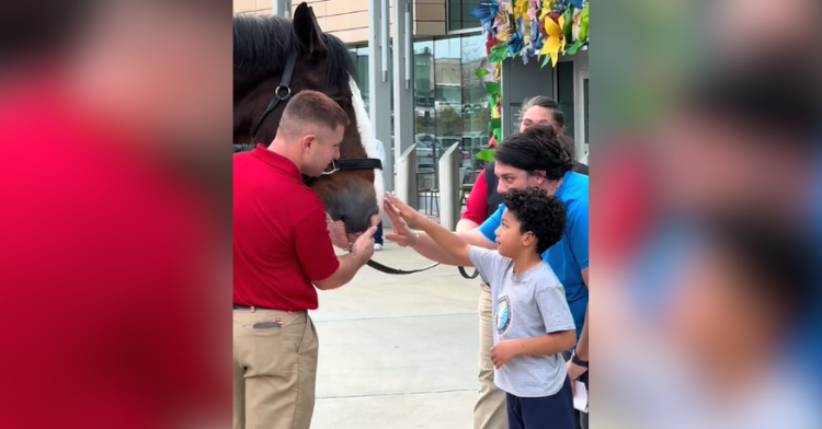 kid reaches out to pet budweiser clydesdale