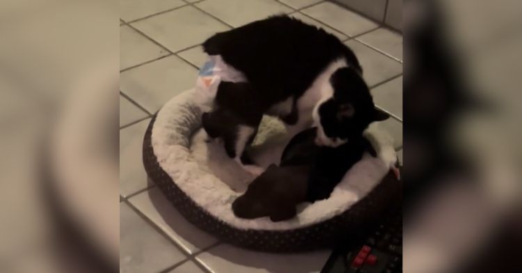 A blind cat licking a tiny puppy clean in bed.