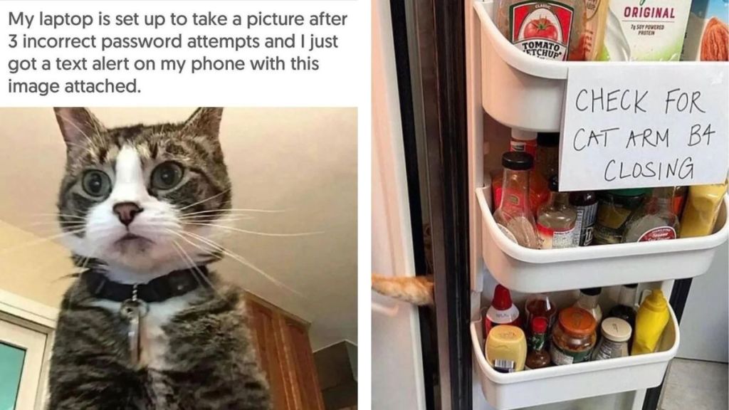 Two funny memes about cat ownership.