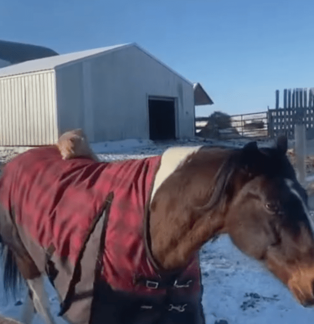 cat on a horse