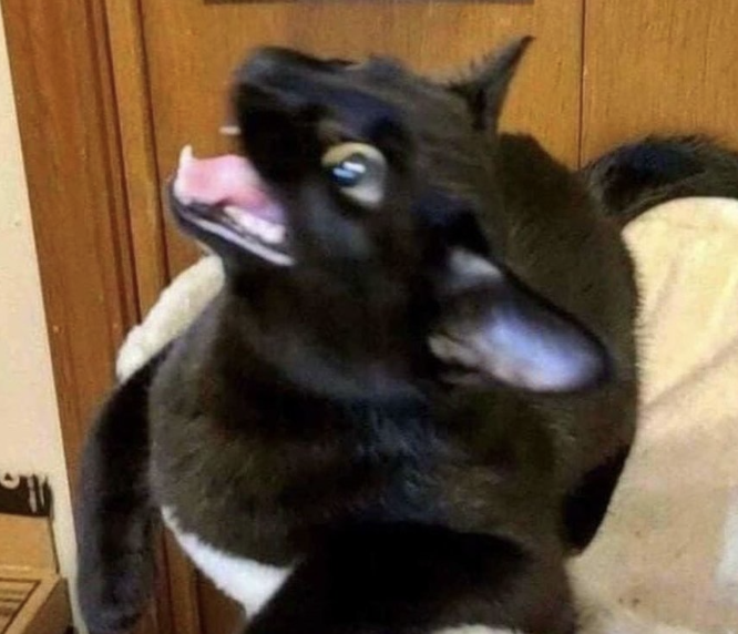 cat screaming