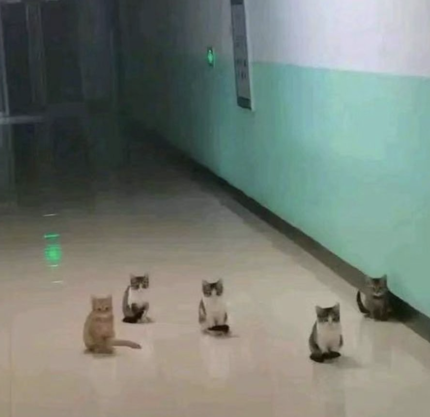 cats in a hallway