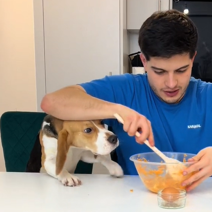 A man mixes food in a bowl. As he does, a beagle is trying to get to the bowl. The only thing holding the dog back is the man's arm — the same one he's using to stir.