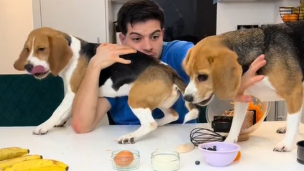 A man frantically grabs onto two beagles who are on a table. Food is on the table and both dogs are trying to get to it.