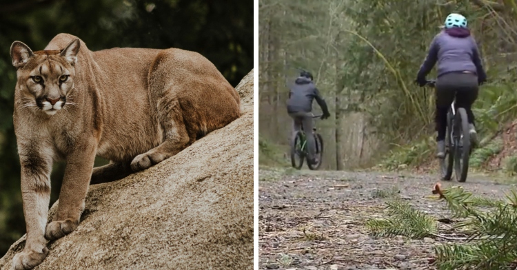 A two-photo collage. The first shows a cougar resting on the side of a large rock, intensely looking out into the distance. The second image shows a view from behind of two cyclists heading down a trail.