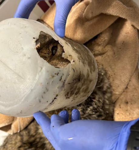 A coyote rescued from a flood with their head stuck in a bucket.