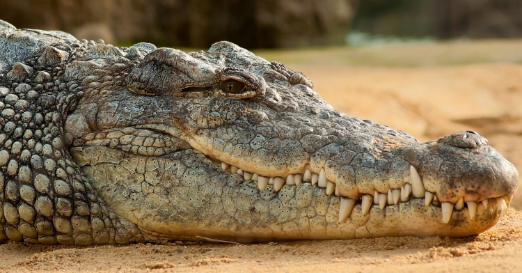 Close up of a crocodile, showing just the face. The croc is laying on the ground.