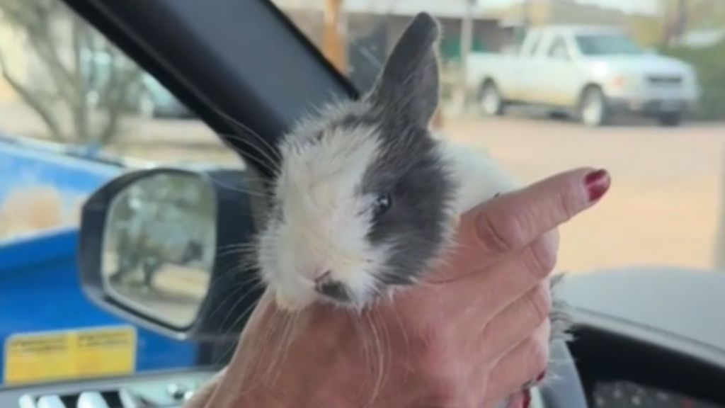 A tiny baby bunny fits in a woman's hand.