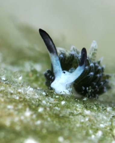A leaf slug with a white face and a dark body.