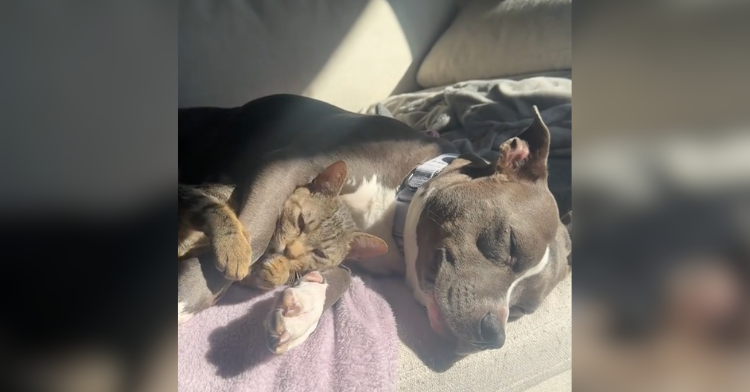 dog and cat snuggling