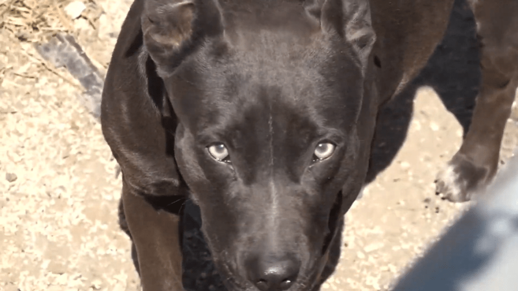 View of a black dog looking up at the camera. This is the Enriquez' dog that survived the fire.