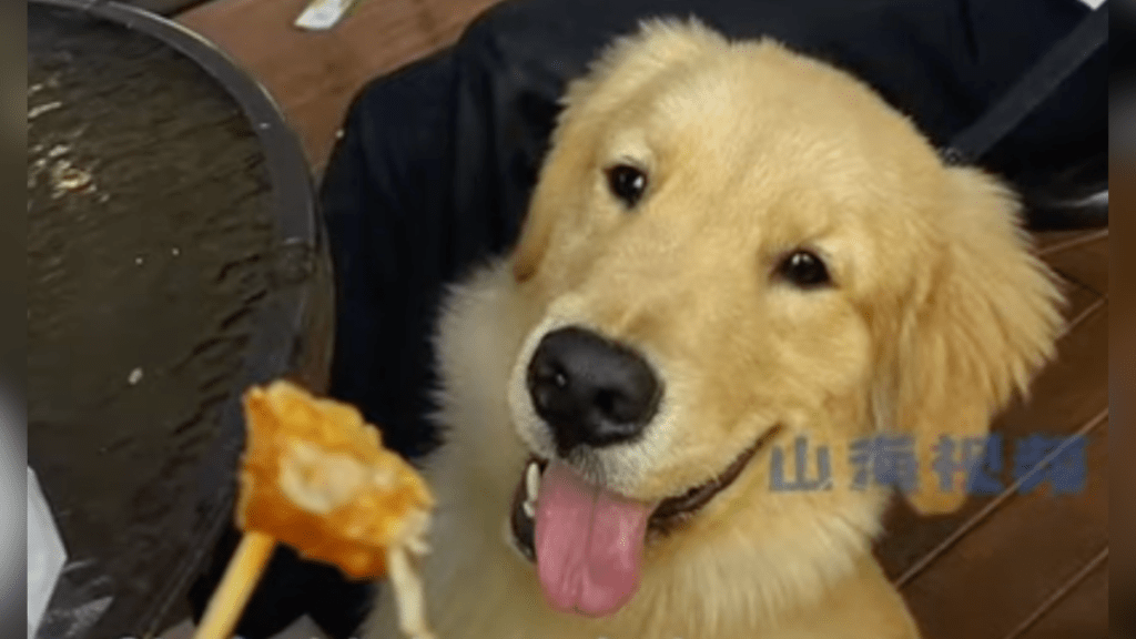 golden retriever with tongue out