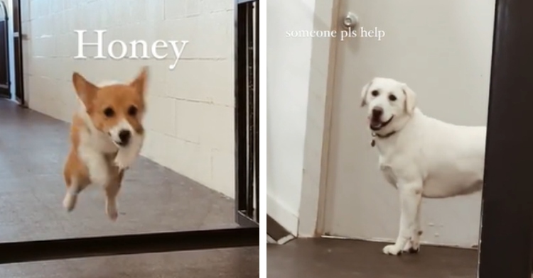 A two-photo collage. The first shows a corgi leaping over a thick piece of tape put up as a barrier in a doorway. The second photo shows a large white dog standing at the end of a hallway at a doggy daycare, looking confused. Text on the image indicates what he seems to be what he's thinking: Someone pls help me