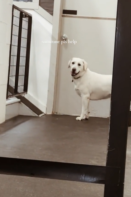 A large white dog stands at the end of a hallway at a doggy daycare, looking confused. Text on the image indicates what he seems to be what he's thinking: Someone pls help me