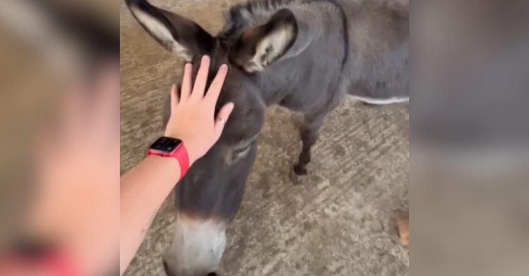 A hand reaches out to pet a donkey between the ears.