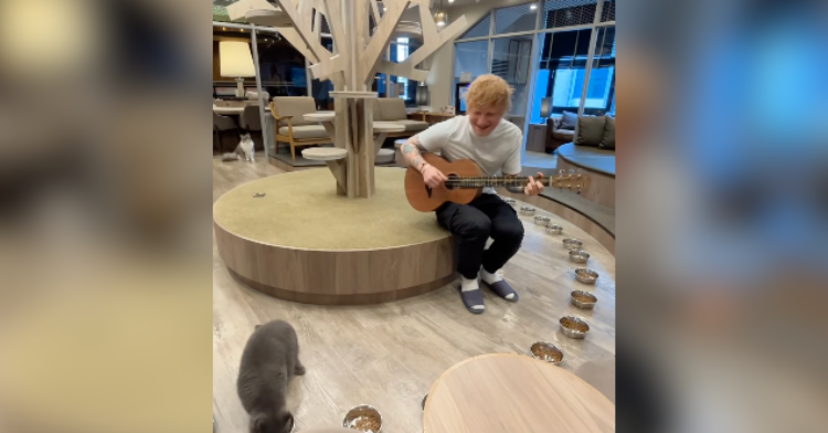 ed sheeran and cat cafe