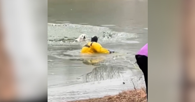A firefighter wades through an icy pond to rescue a dog in Missouri.