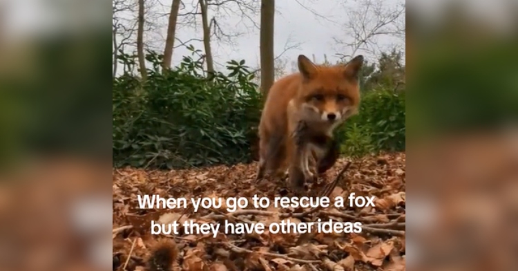 A fox slowly approaches the phone that's recording him. Text on the image reads: When you go to rescue a fox but they have other ideas