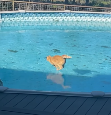 An orange cat sliding across a frozen swimming pool.