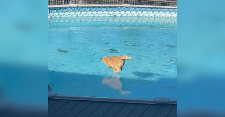 An orange cat sliding across a frozen swimming pool.