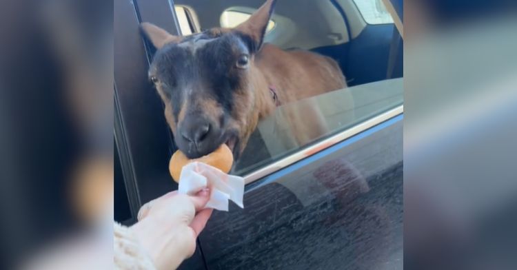 A goat eating a donut at the drive-thru window.