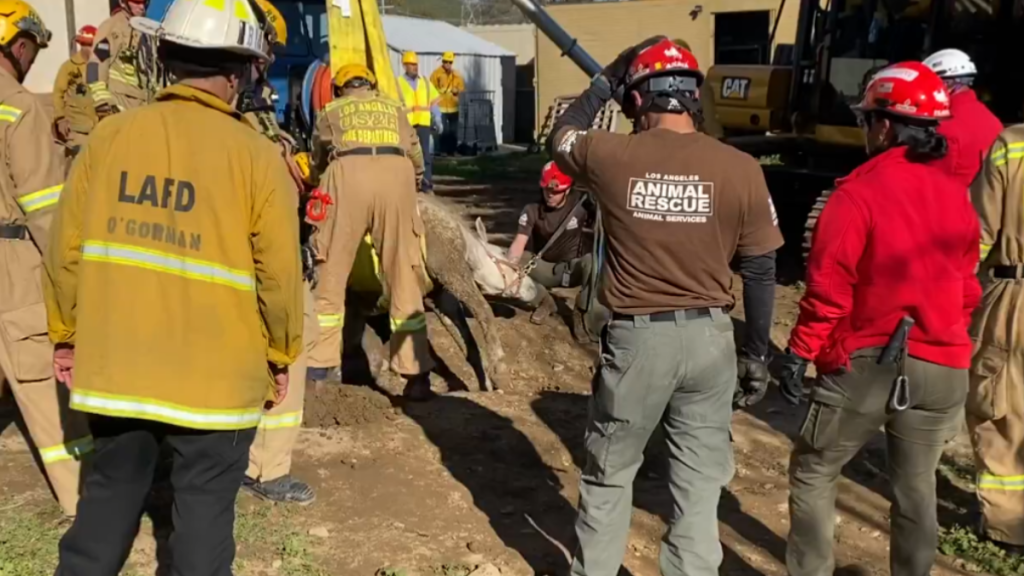 Rescuers working to pull Lucky the horse out of a sinkhole