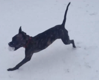 Jon Stewart's three-legged dog, Dipper, runs excitedly, tail straight in the air, as he runs in the snow.