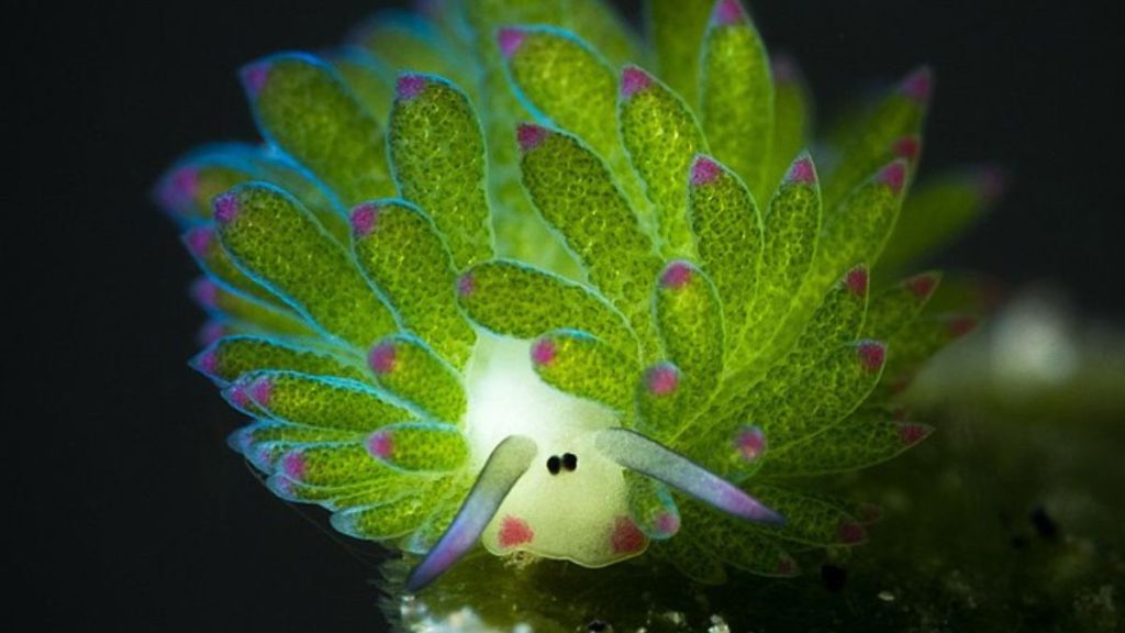 A leaf sheep sea slug crawling under water.