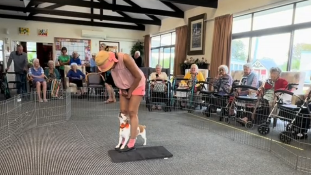 lucy the jack russell performing a cute dance routine for elderly residents of a nursing home