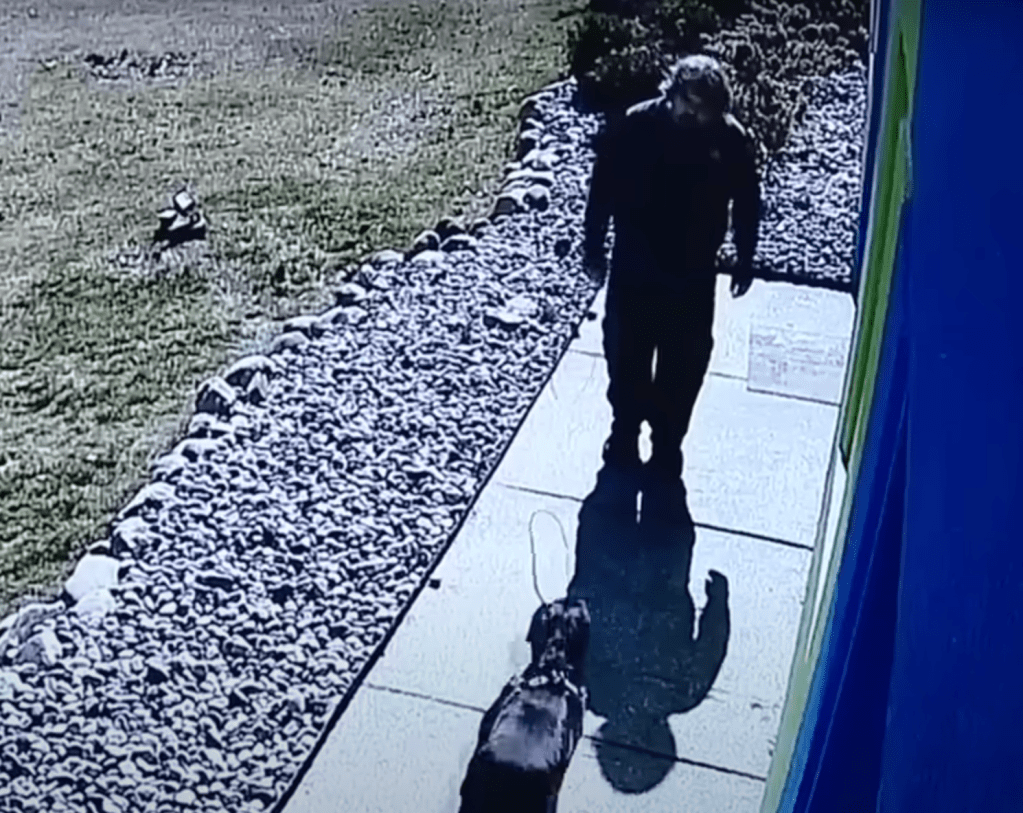 dog ran to doggy daycare after car crash