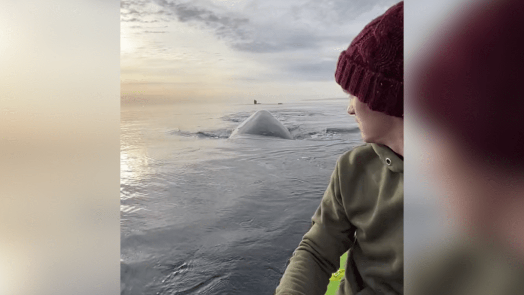 man looking at a whale