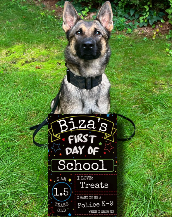 K9 Officer Biza of the Auburn MA Police Department sits on grass. A sign in front of her reads:

Biza's first day of school.
I am 1.5 years old.
I love: treats
I wan to be a Police K9 when I grow up
