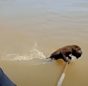 monkey coming out of water on stick