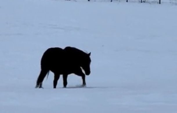 An optical illusion caused by light contrast of a dark horse against a snowy background.
