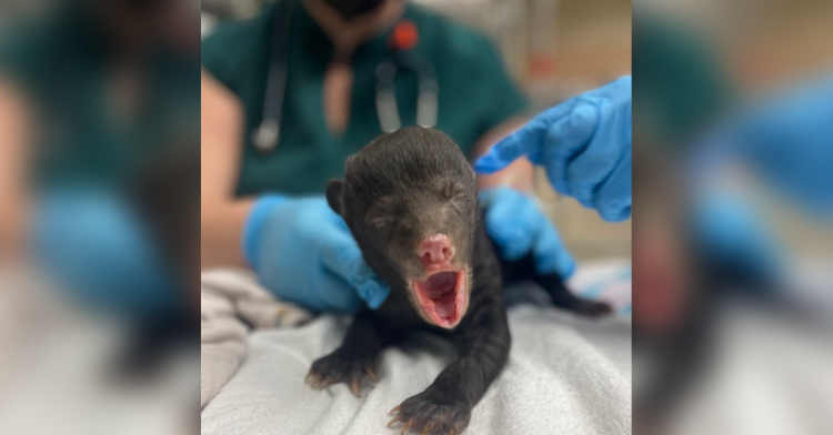 orphan bear