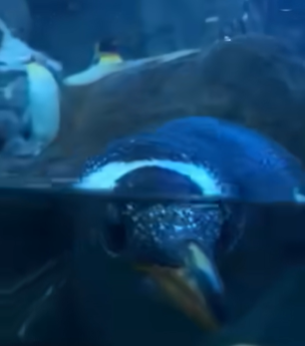 A penguin at the zoo plays peekaboo in the water.